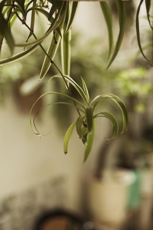 Pagration Youth Hostel Athens Ngoại thất bức ảnh